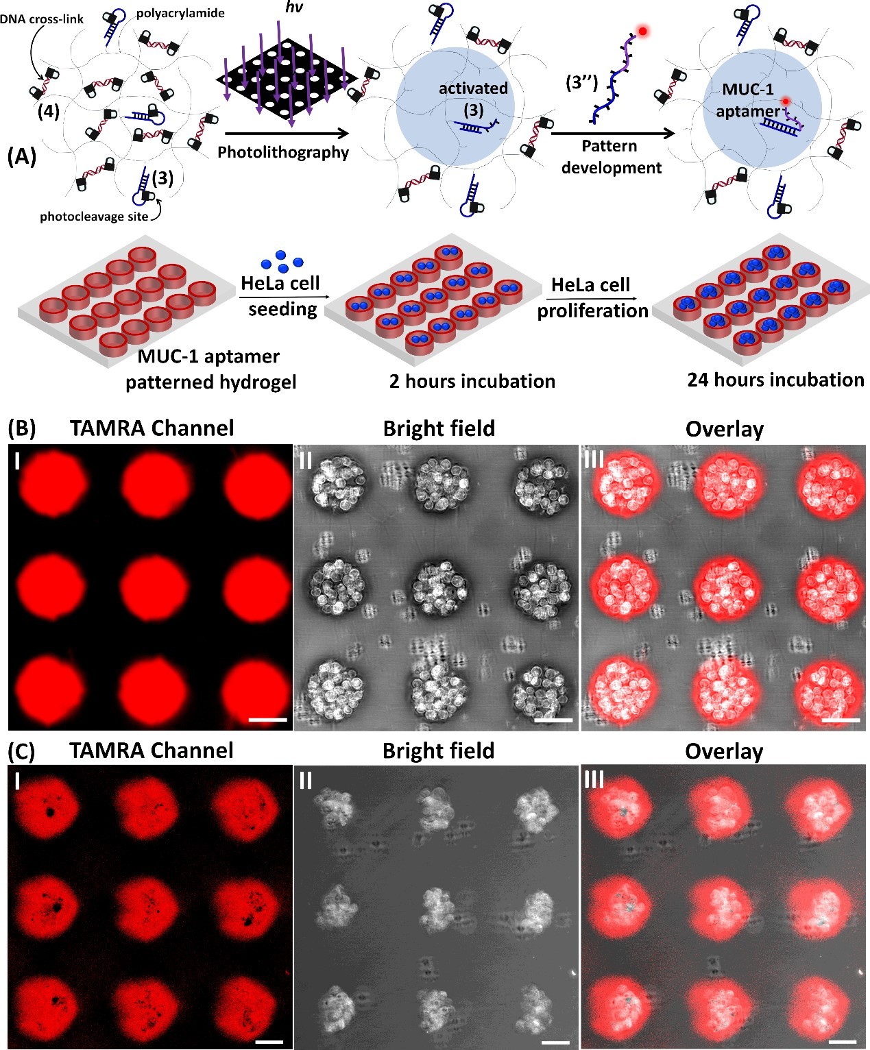  Spatiotemporal patterning of photoresponsive DNA-based hydrogels to tune local cell responses